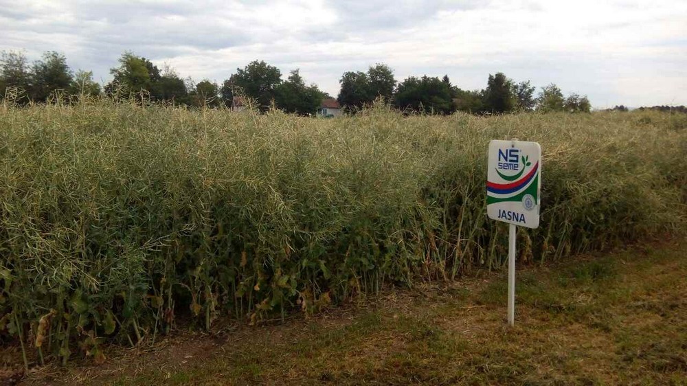 Привредна комора Војводине на Дану поља стрних жита, крмног биља и уљане репице