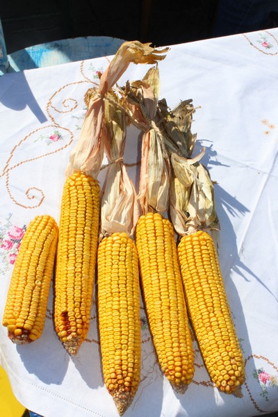 Републичка дирекција за робне резерве врши куповину меркантилног кукуруза род 2016. и 2017. године